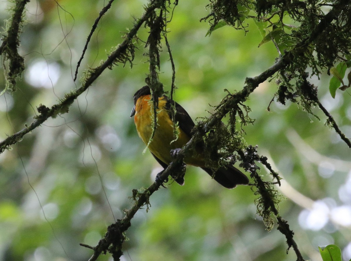 Flame-rumped Tanager (Flame-rumped) - ML620763087