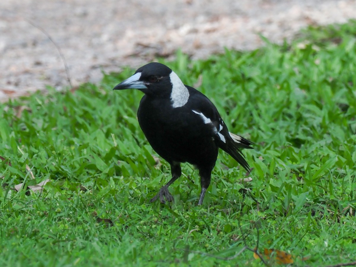 Australian Magpie - ML620763088