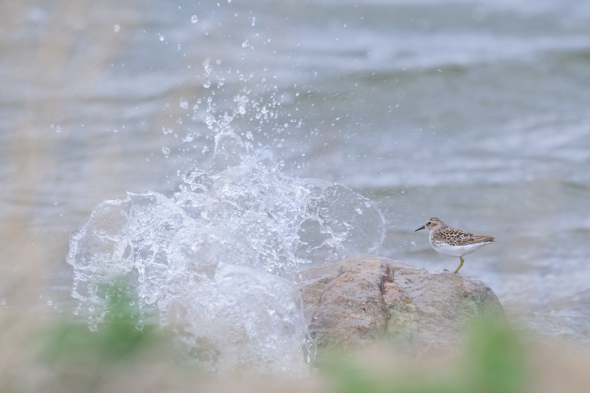 Least Sandpiper - Cameron Hunter