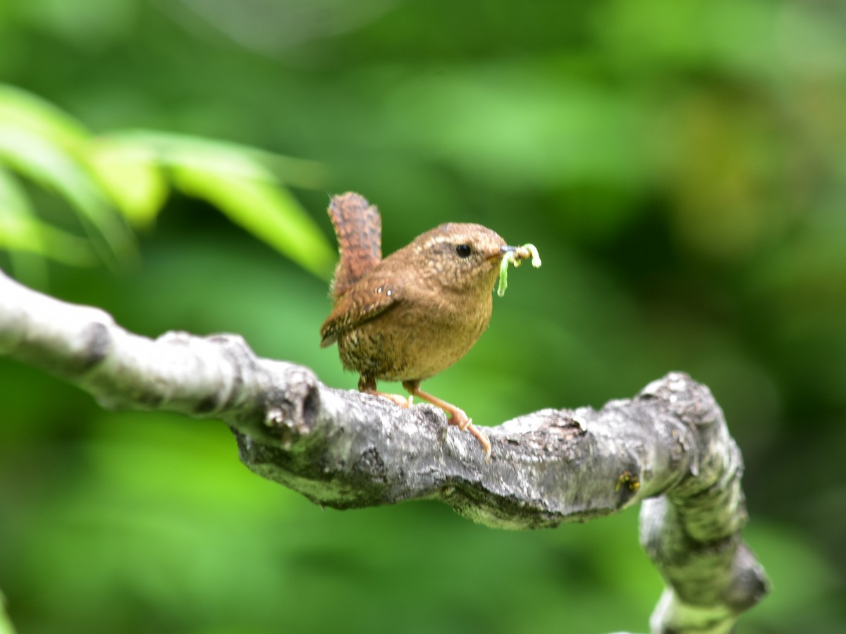 Pacific Wren - ML620763092