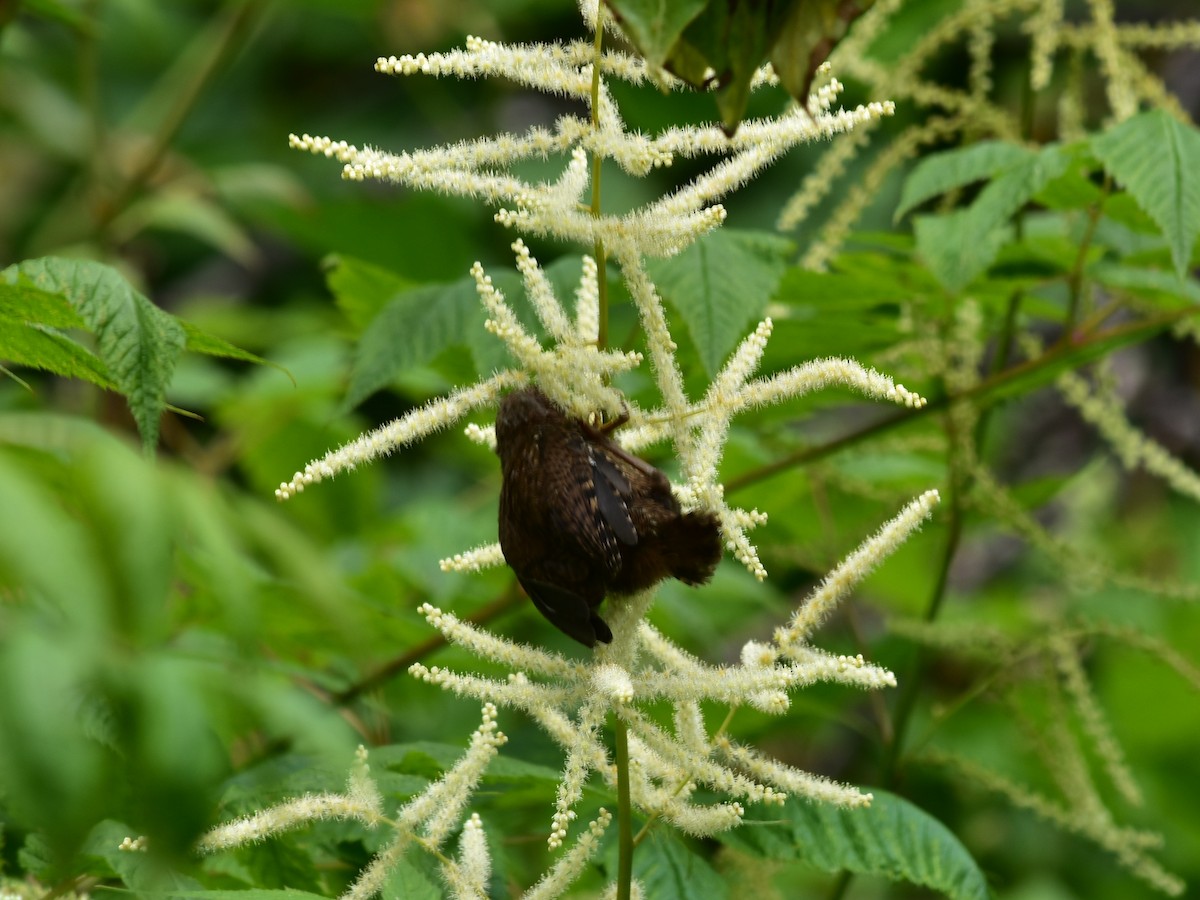 Pacific Wren - ML620763093