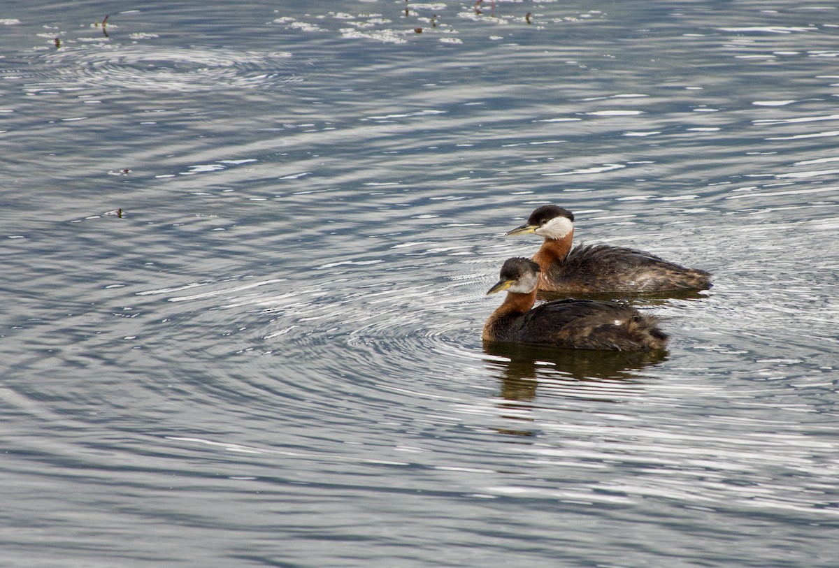 Red-necked Grebe - ML620763113