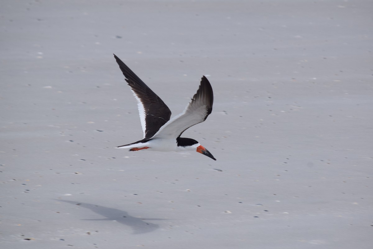 Black Skimmer - ML620763116