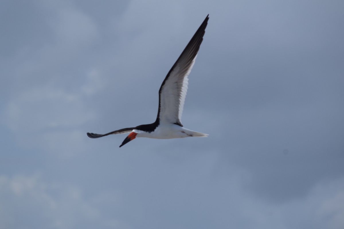 Black Skimmer - ML620763117