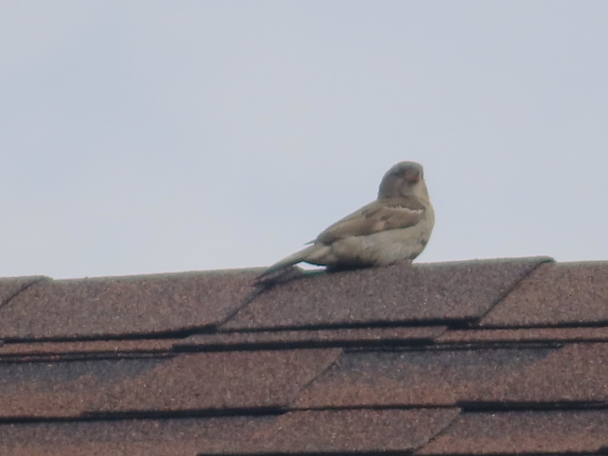 House Sparrow - Serge Benoit