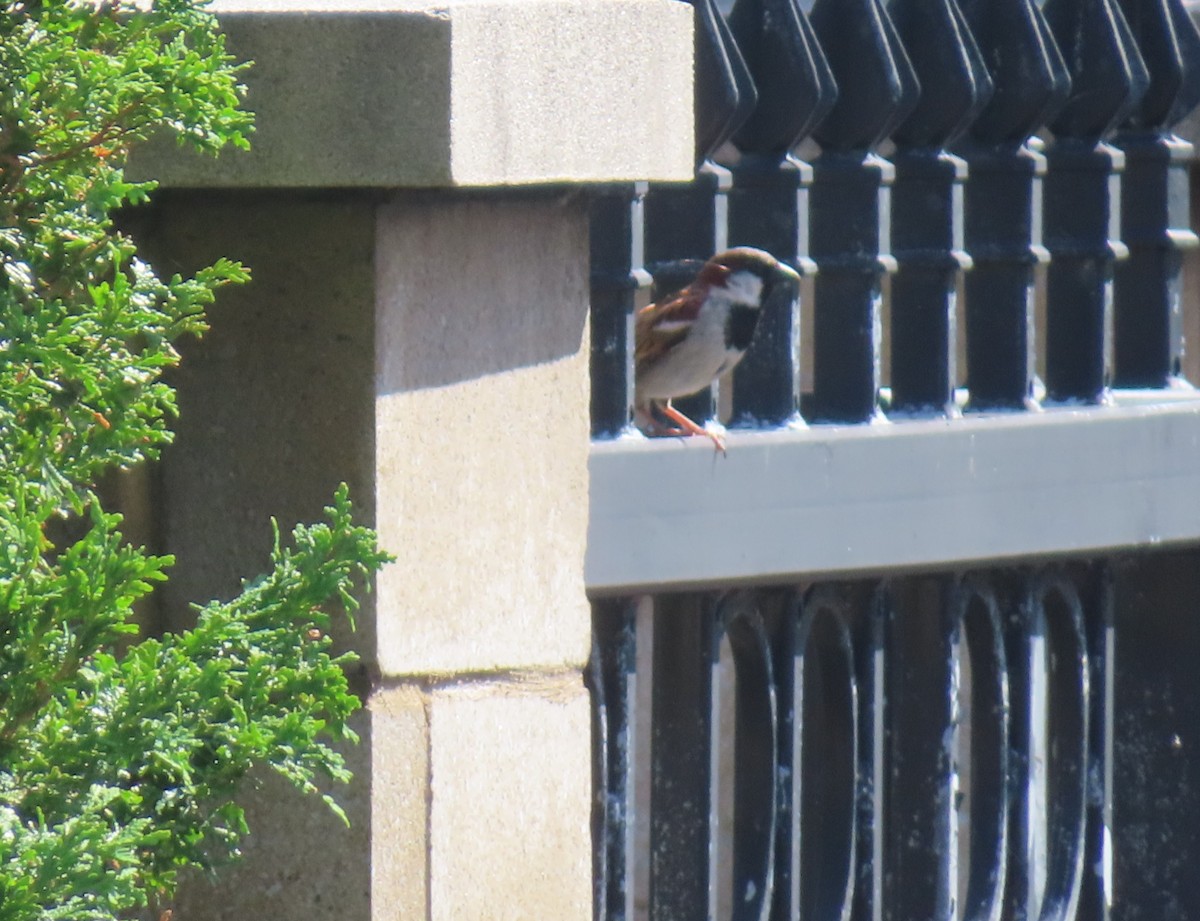 House Sparrow - ML620763124