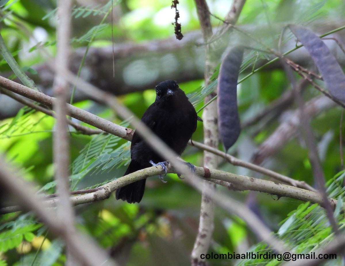 Castelnau's Antshrike - ML620763126