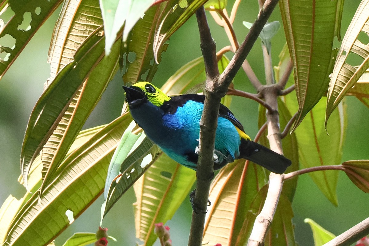 Paradise Tanager - ML620763128