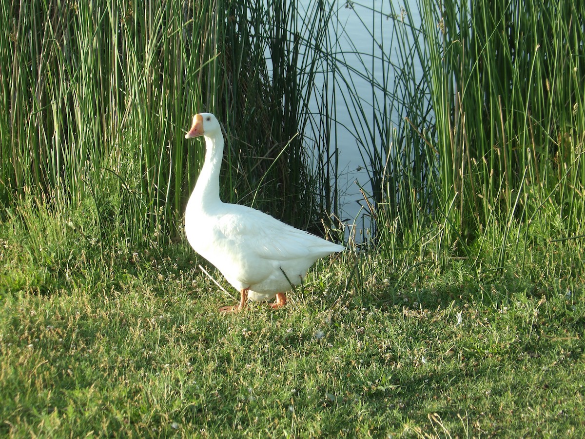 Domestic goose sp. (Domestic type) - Josh Emms