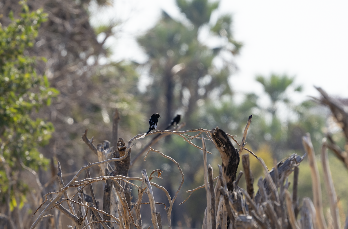 Magpie Shrike - ML620763137