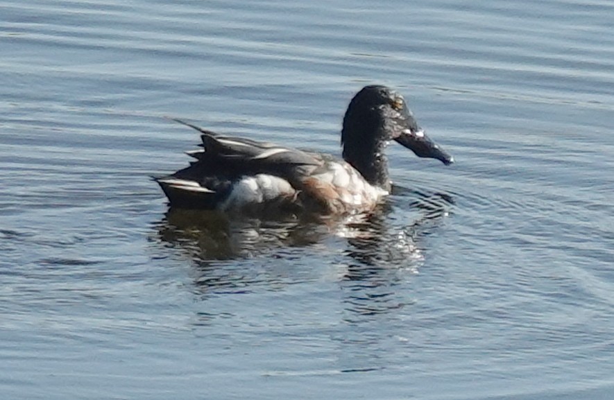 Northern Shoveler - ML620763138