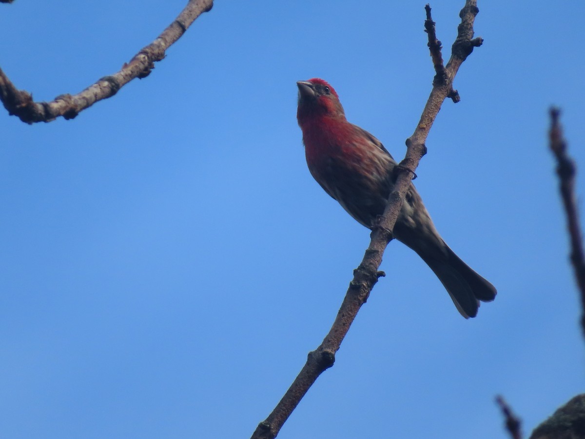 House Finch - ML620763148