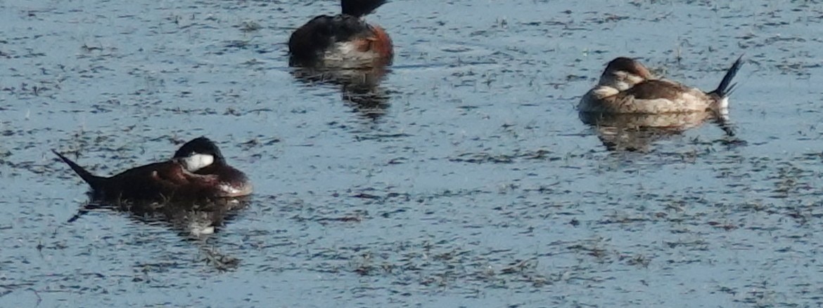 Ruddy Duck - ML620763150