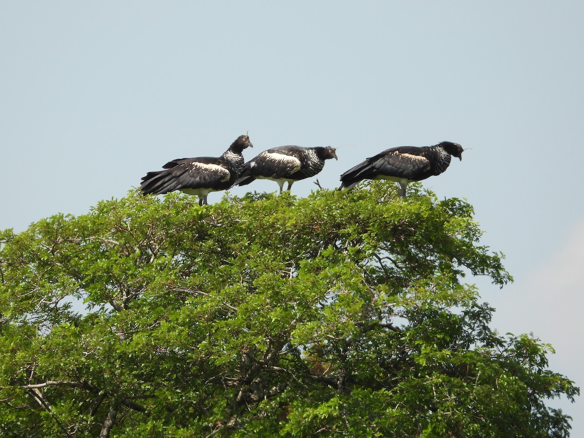 Horned Screamer - ML620763151