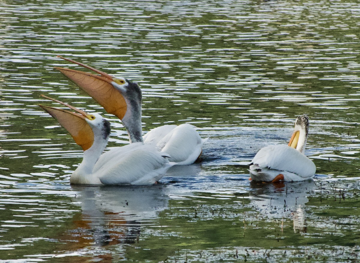 American White Pelican - ML620763152