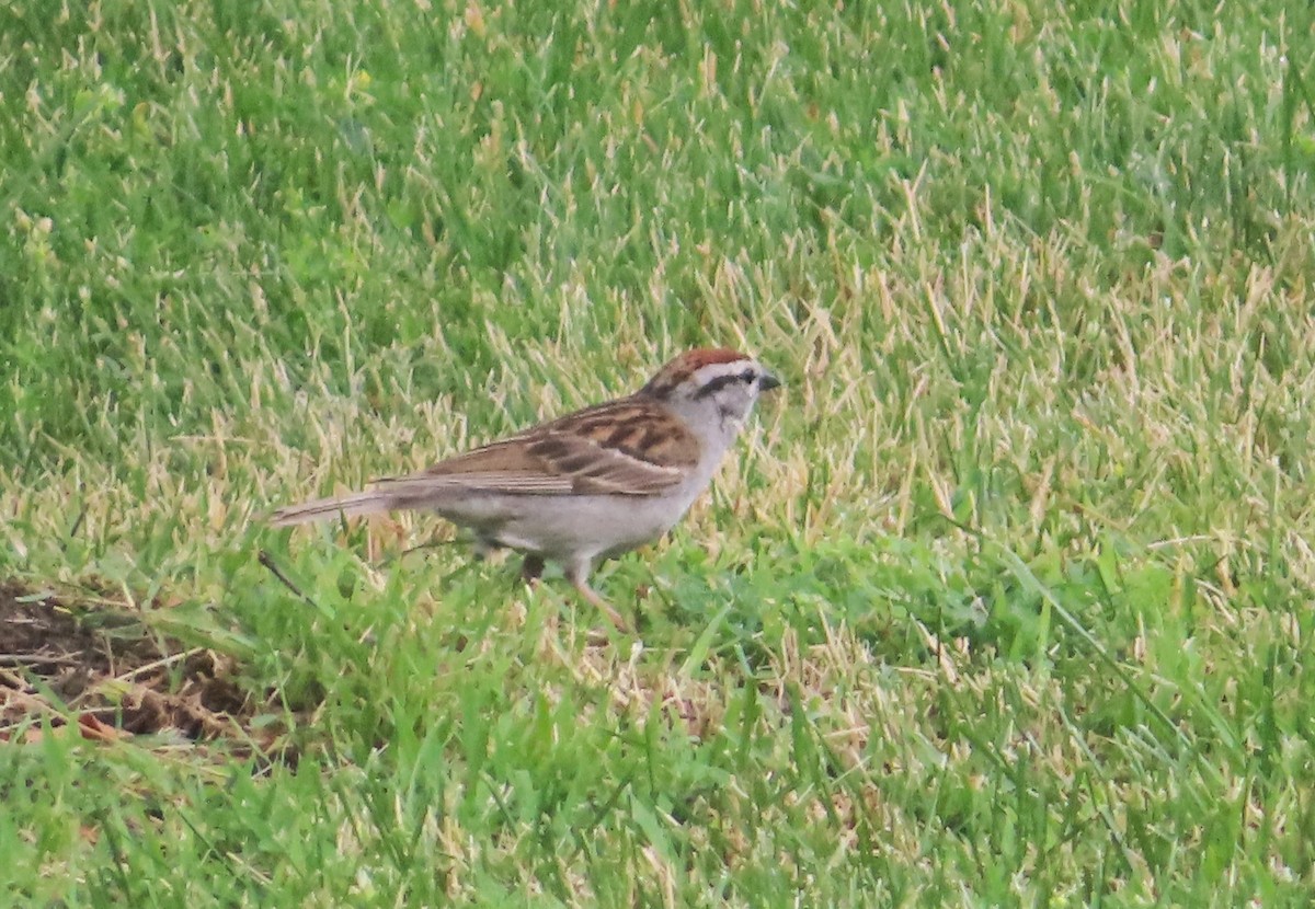 Chipping Sparrow - Serge Benoit