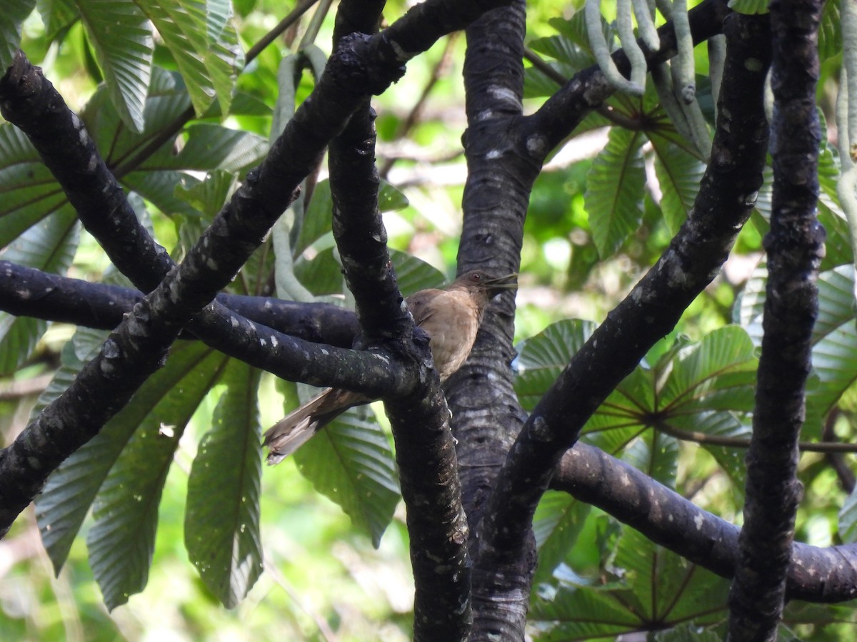 Mountain Thrush - ML620763155