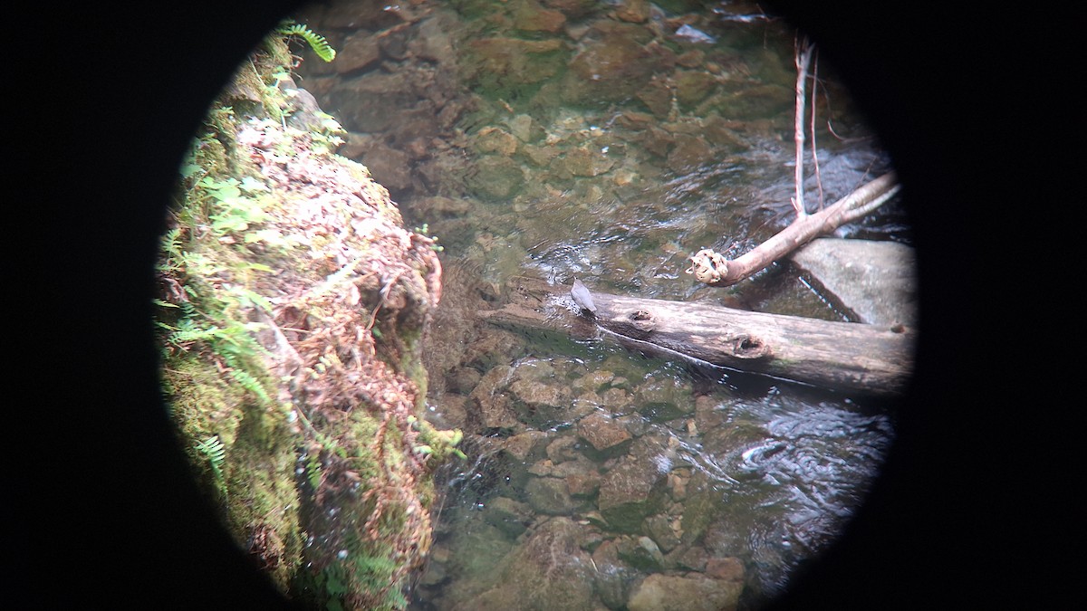 American Dipper - ML620763156