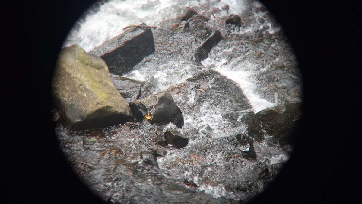 American Dipper - ML620763158