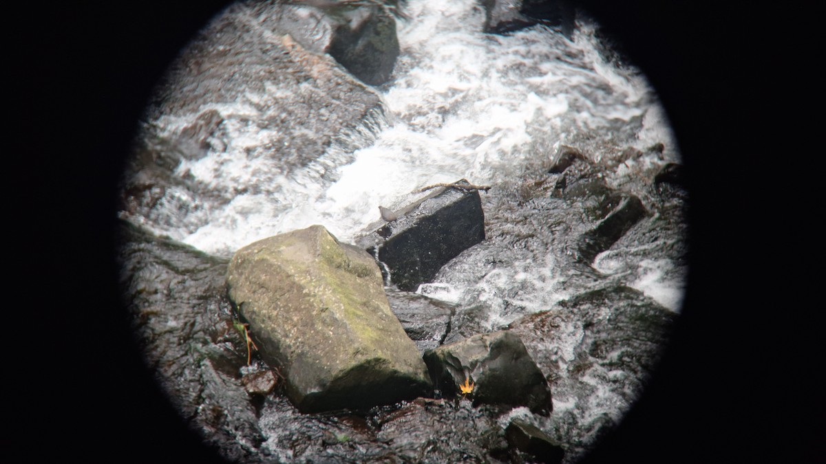 American Dipper - ML620763160