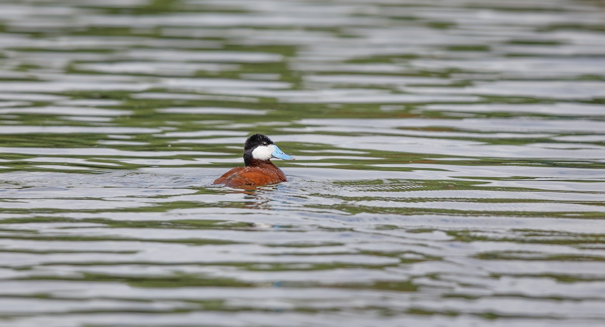 Ruddy Duck - ML620763161