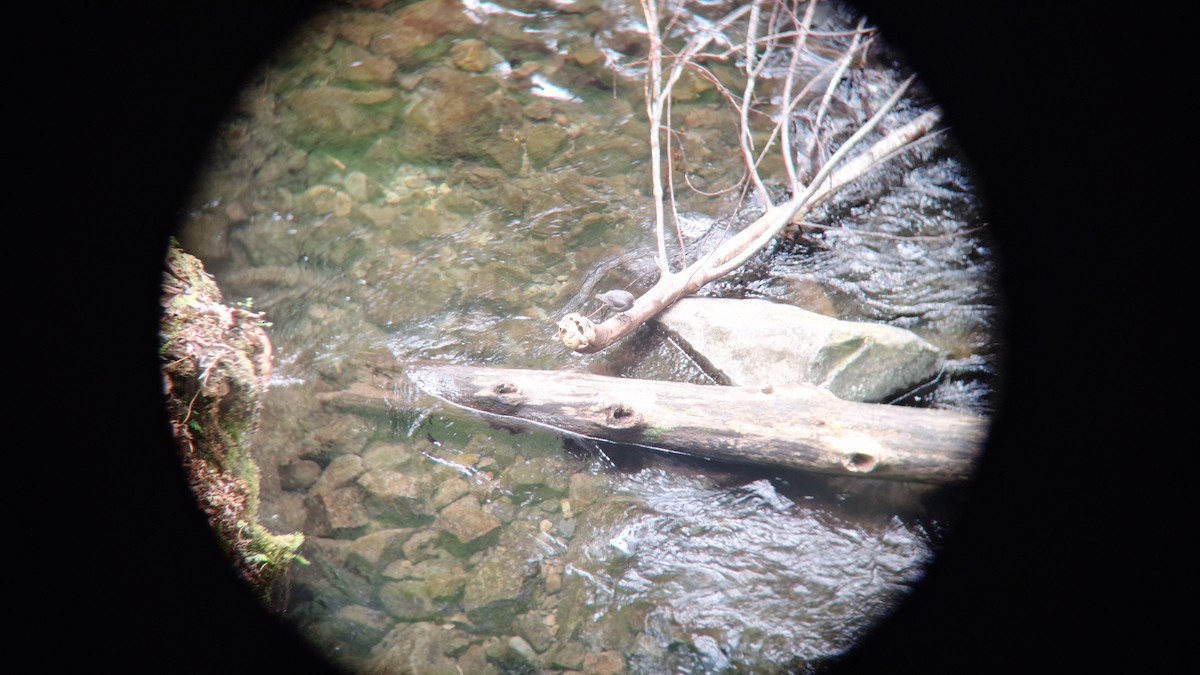 American Dipper - ML620763162