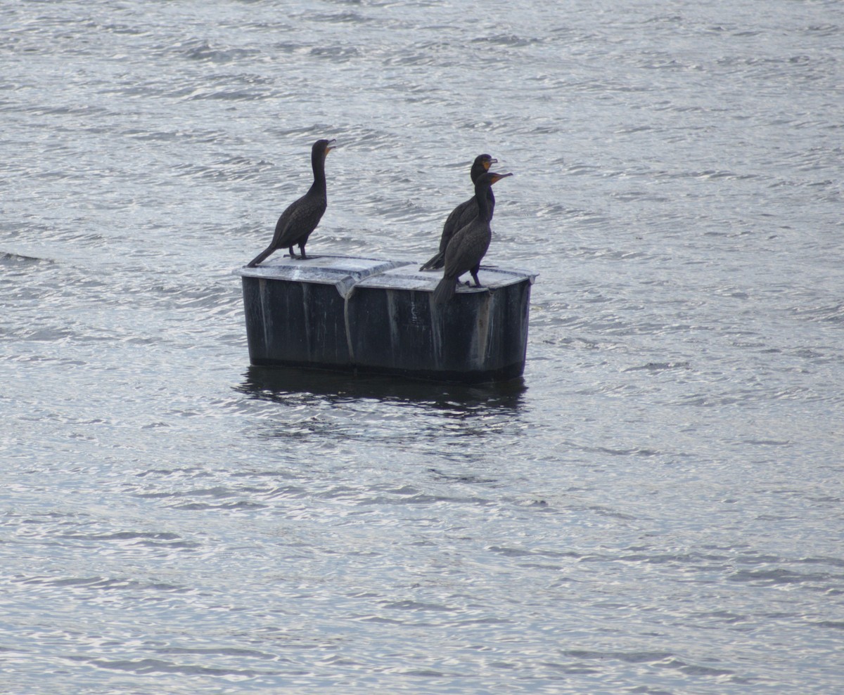 Double-crested Cormorant - ML620763165