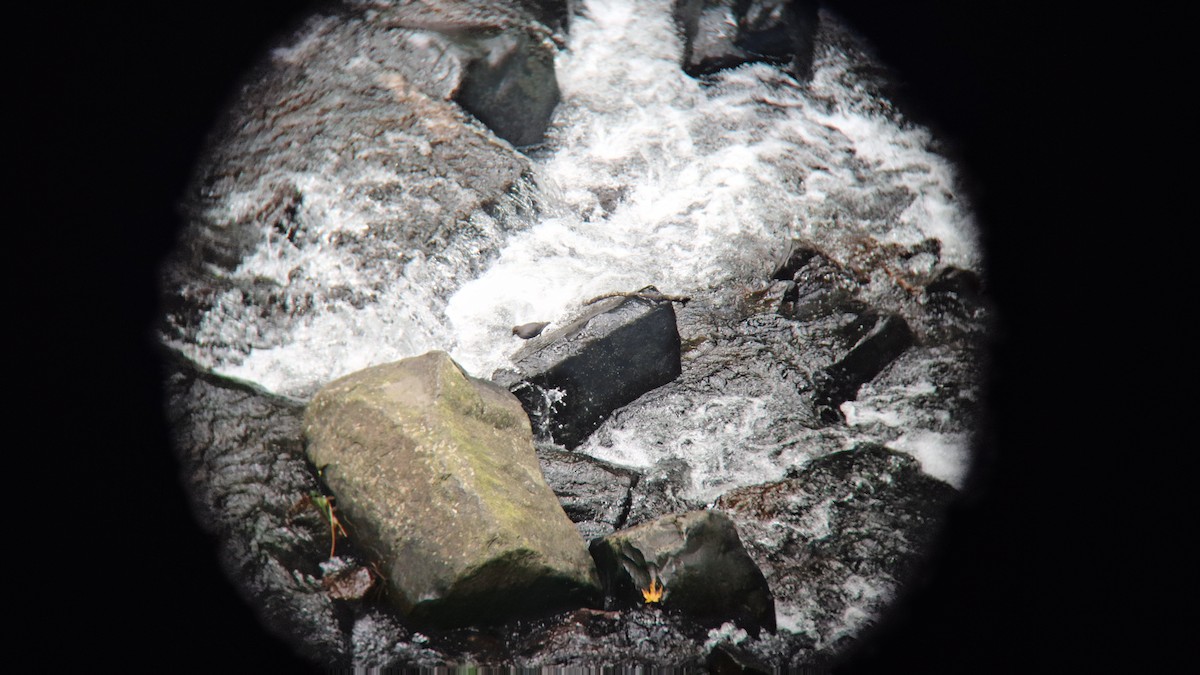 American Dipper - ML620763167