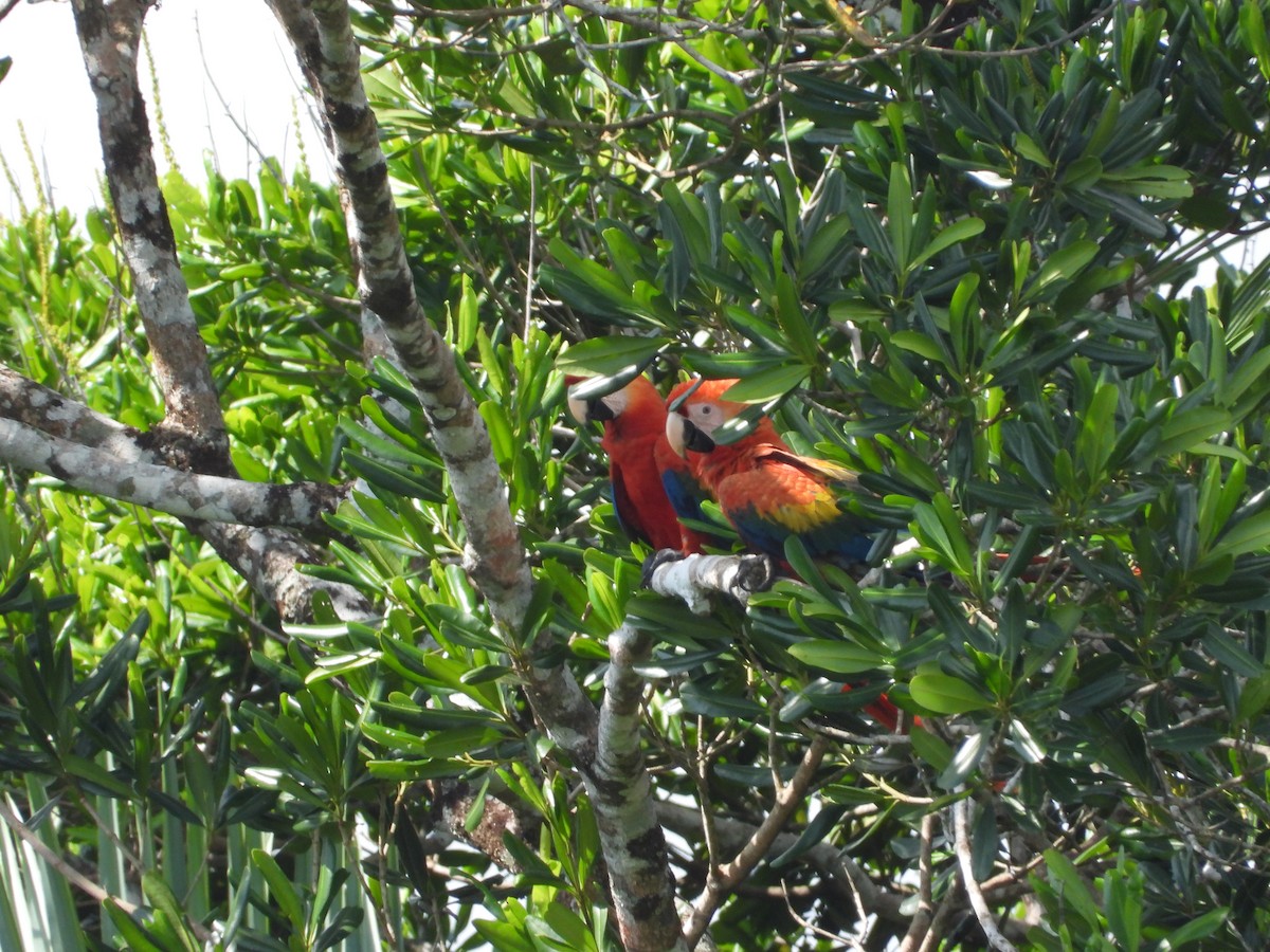 Scarlet Macaw - ML620763170