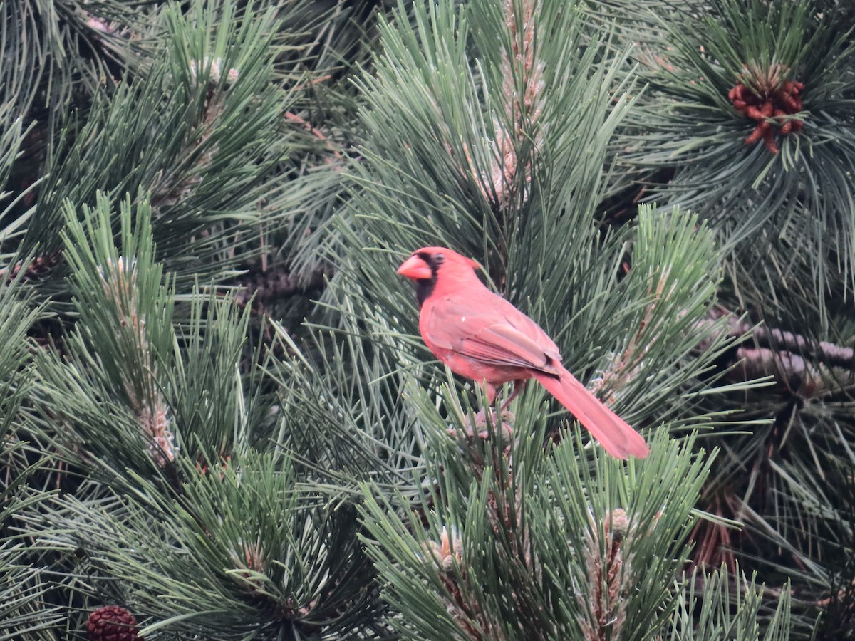 Northern Cardinal - ML620763172