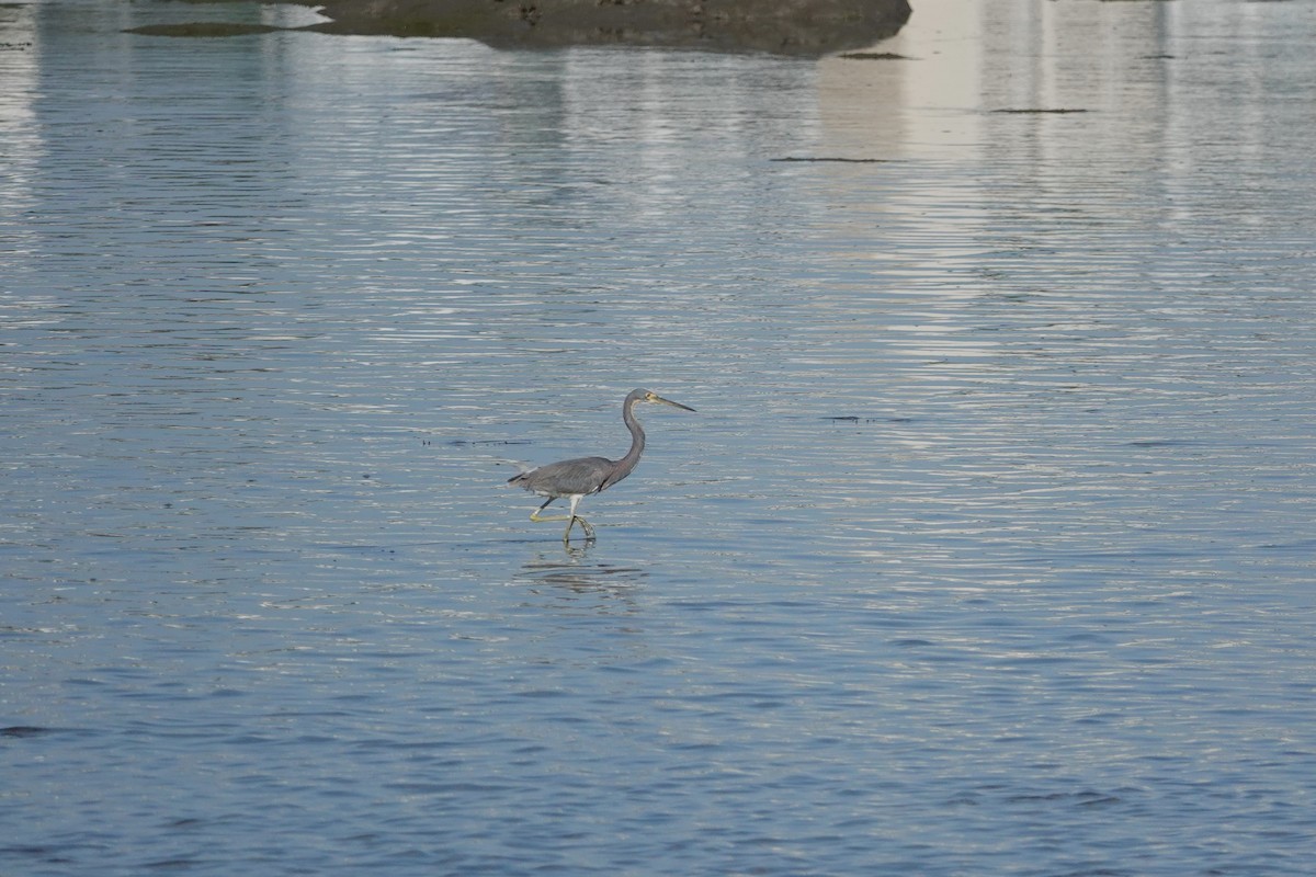 Tricolored Heron - ML620763174