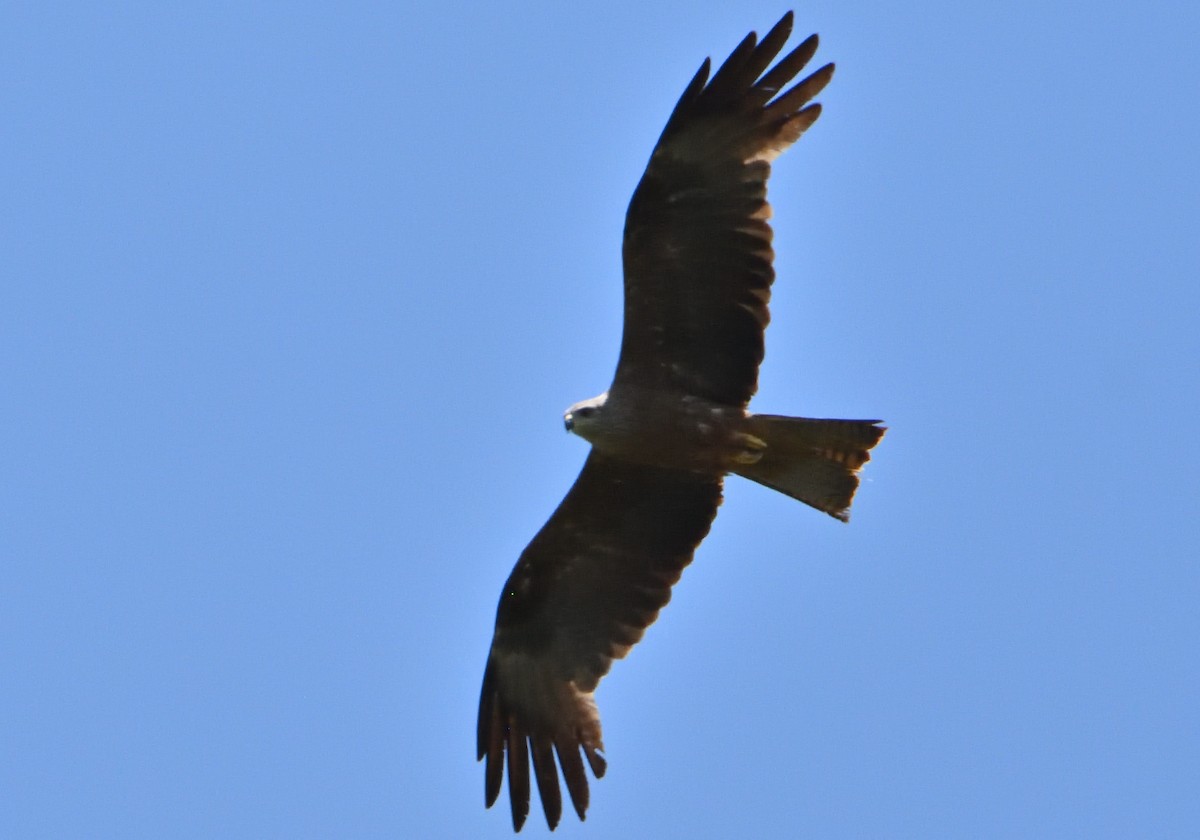 黑鳶 - ML620763175