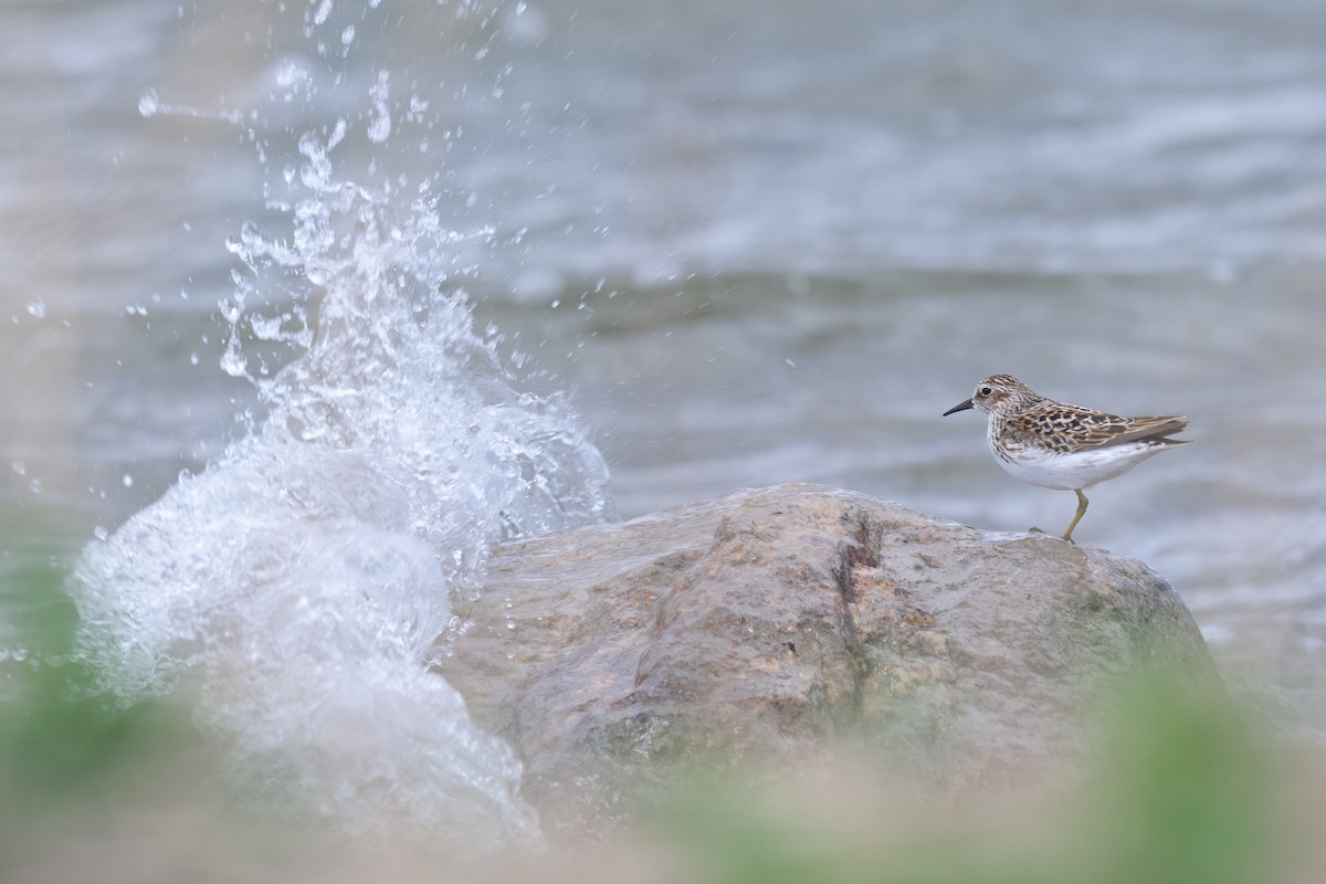 Least Sandpiper - ML620763176