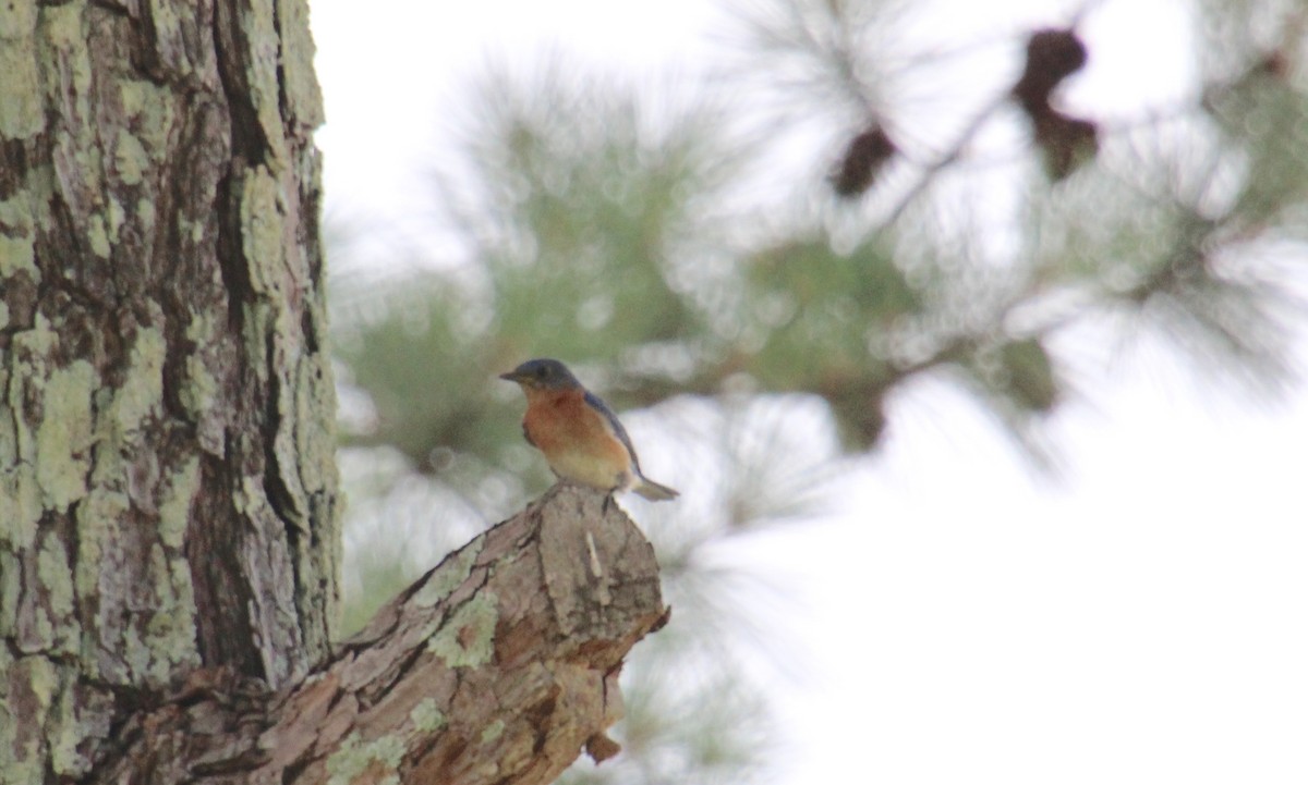 Eastern Bluebird - ML620763179