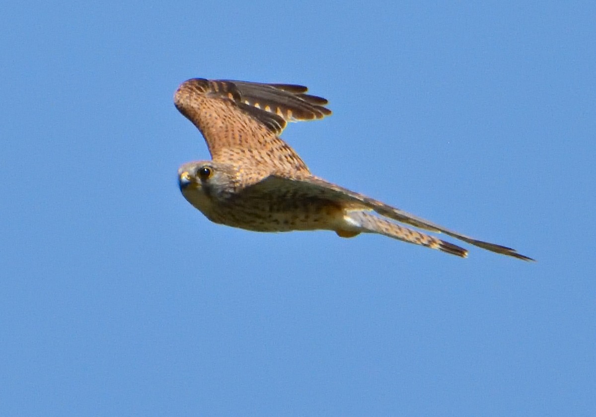 Eurasian Kestrel - ML620763196