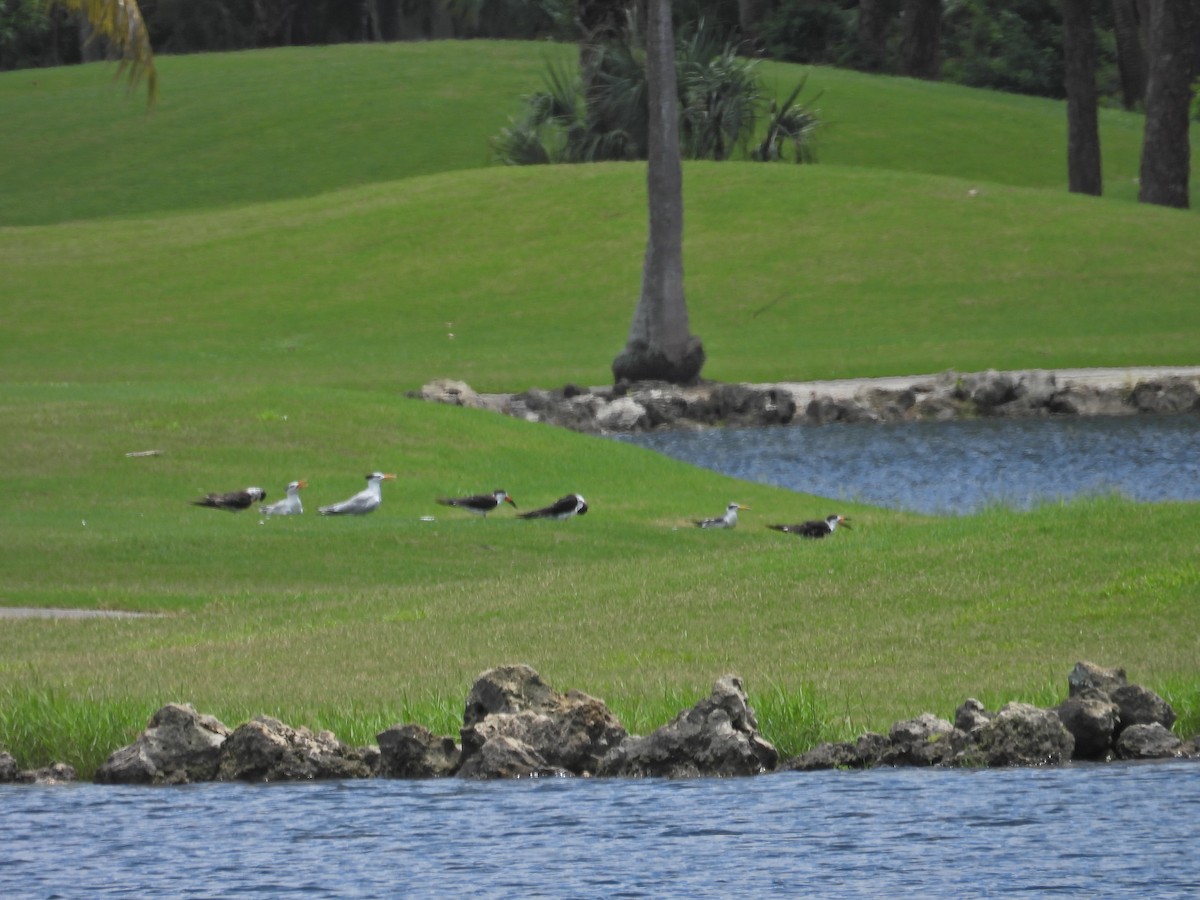 Black Skimmer - ML620763214