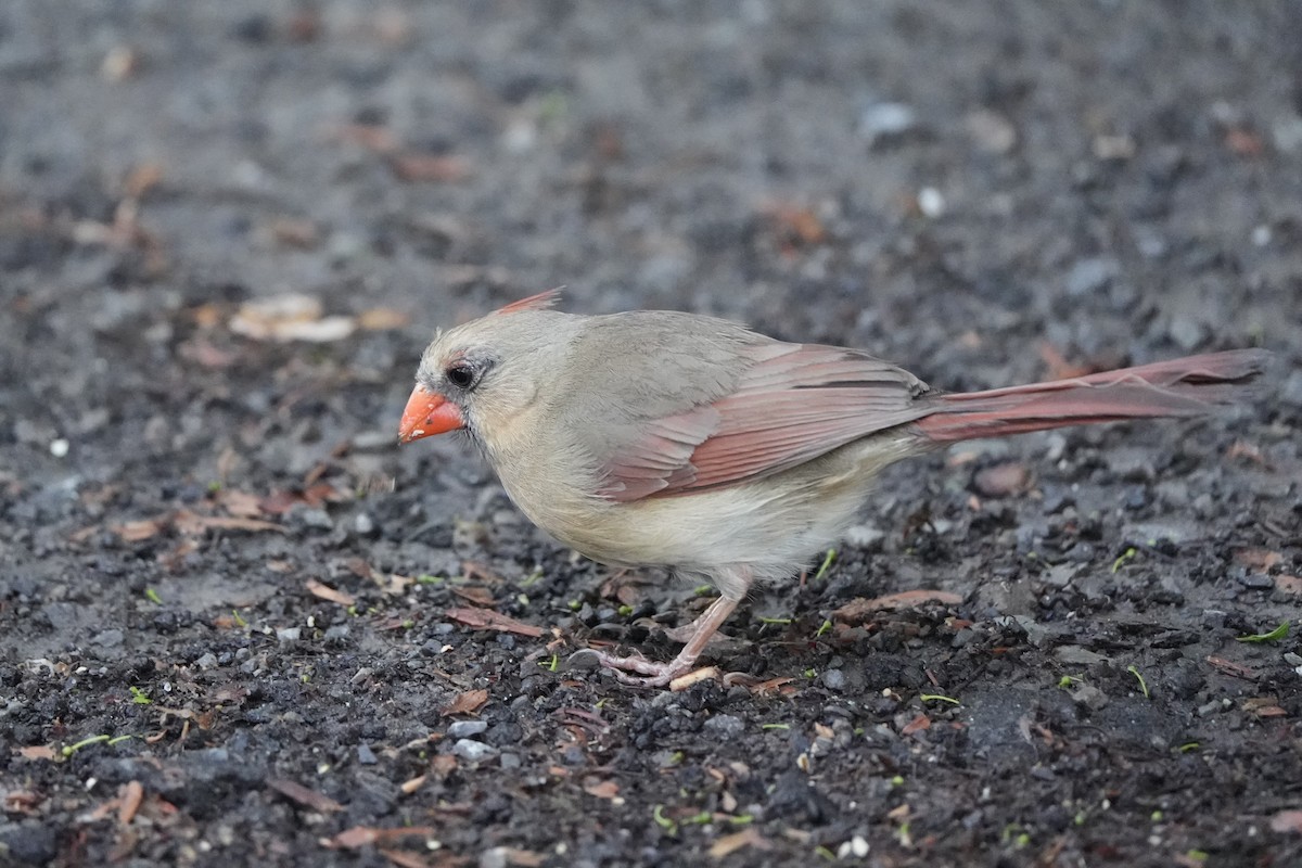 Northern Cardinal - ML620763219