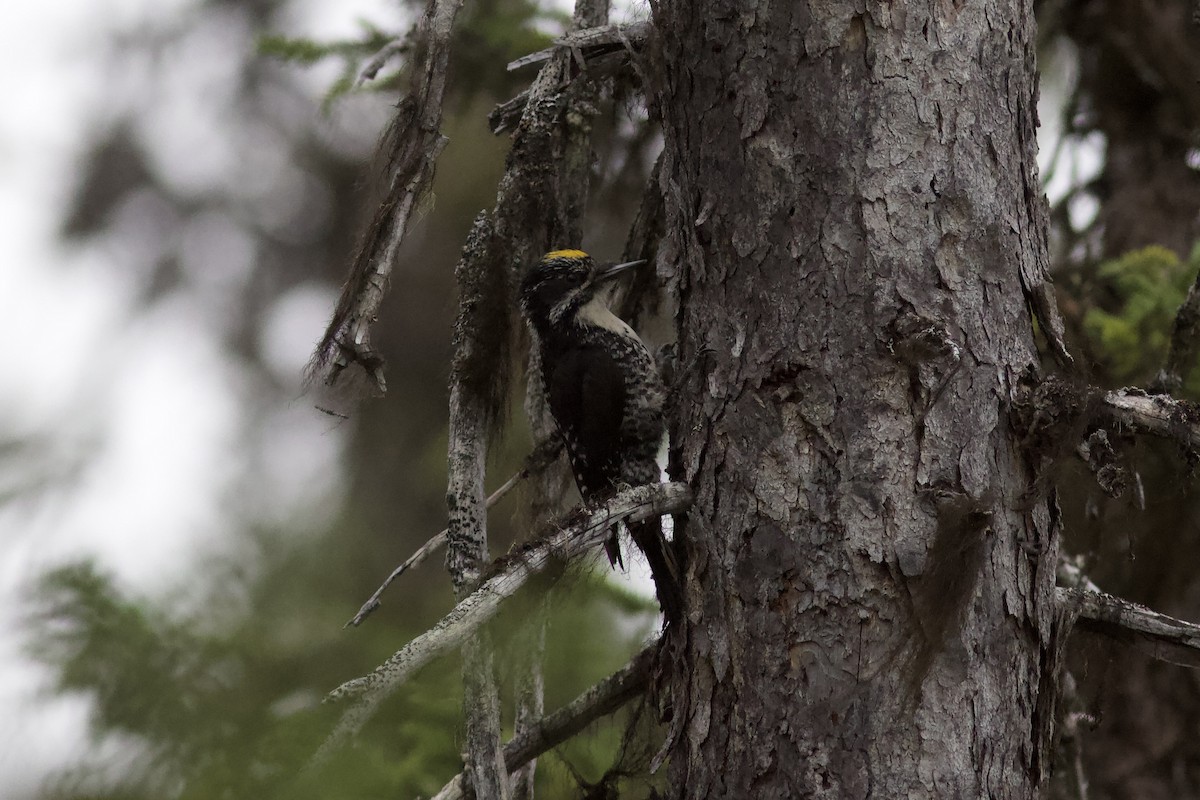 American Three-toed Woodpecker - ML620763226