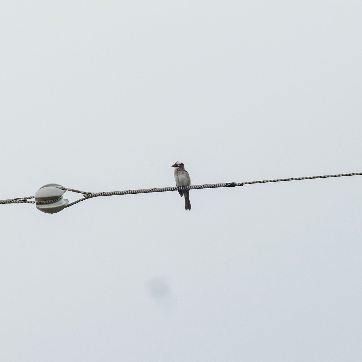 Light-vented Bulbul - David Govoni