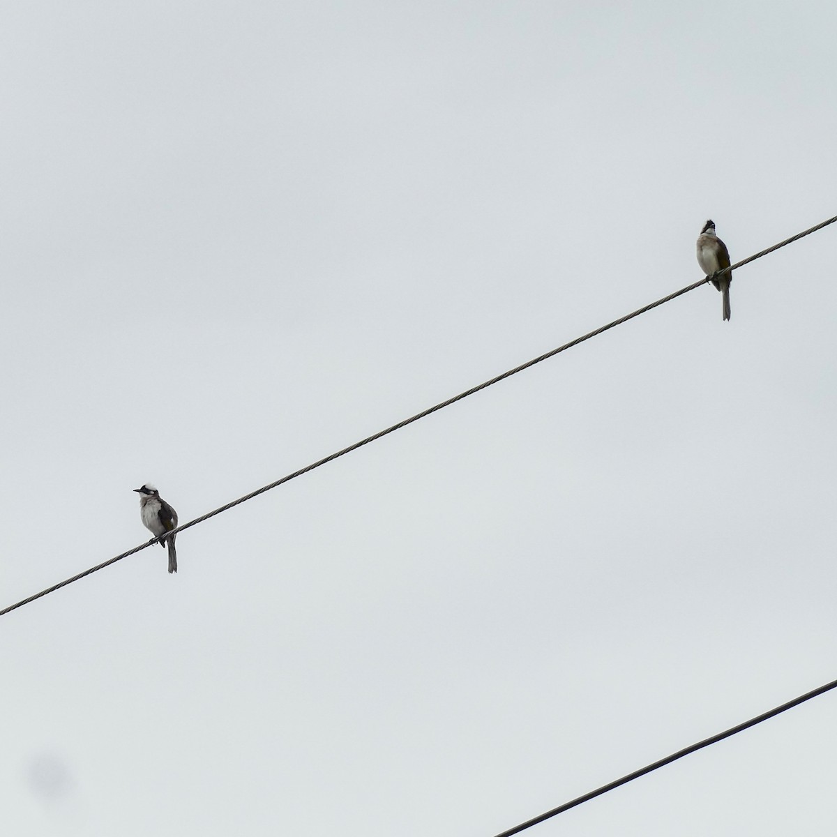 Light-vented Bulbul - ML620763231