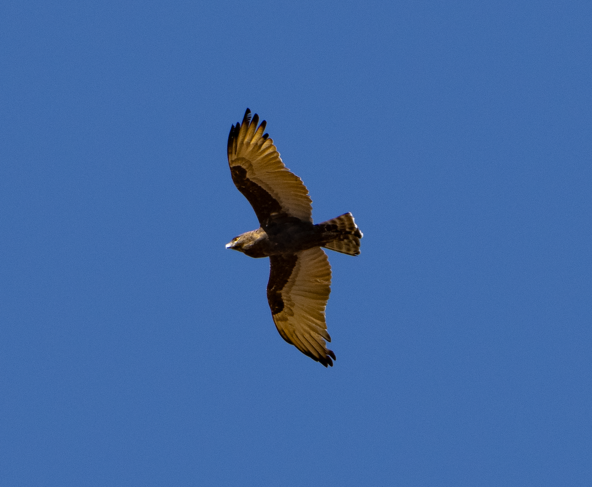 Brown Snake-Eagle - ML620763232