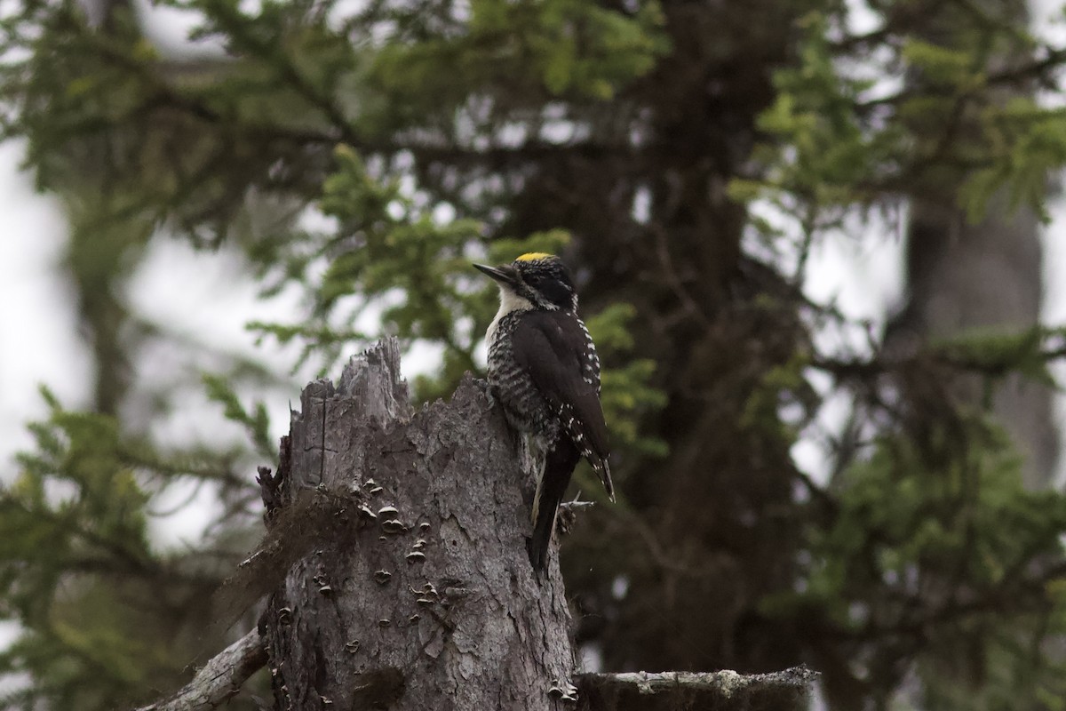 American Three-toed Woodpecker - ML620763245