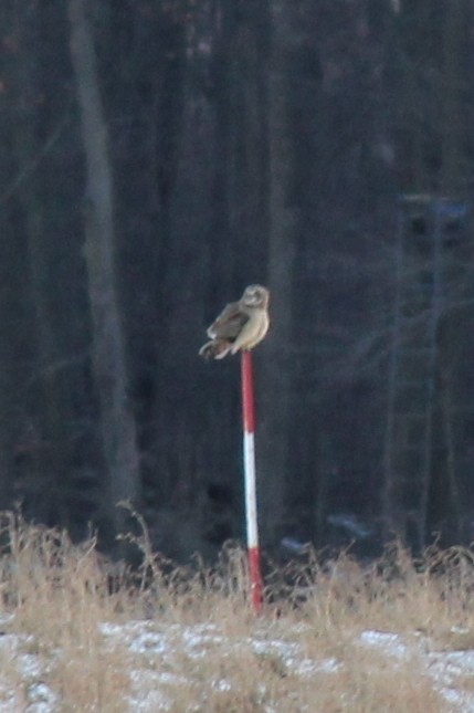 Short-eared Owl - ML620763249