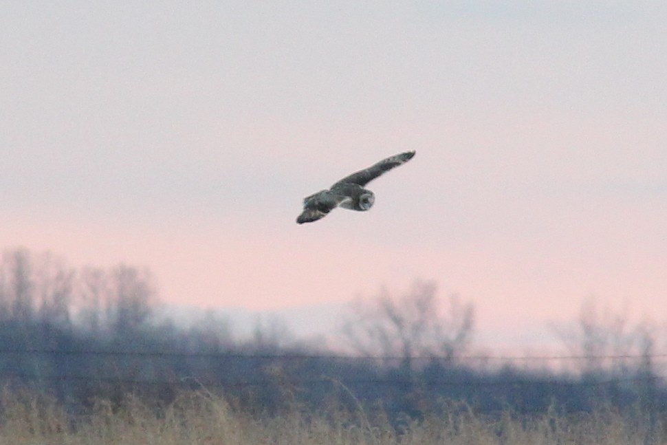 Short-eared Owl - ML620763250