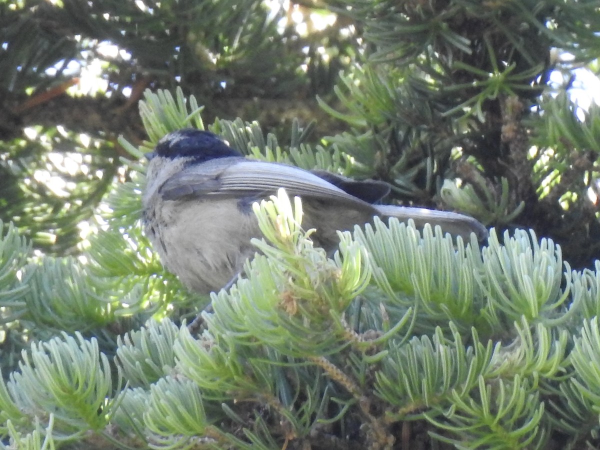 Mountain Chickadee - Terry Crowe