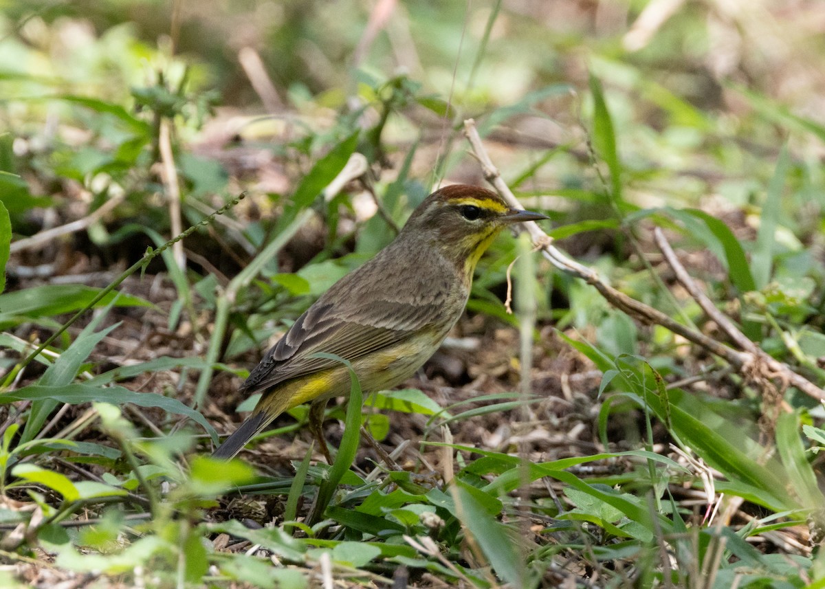 Palm Warbler - ML620763267