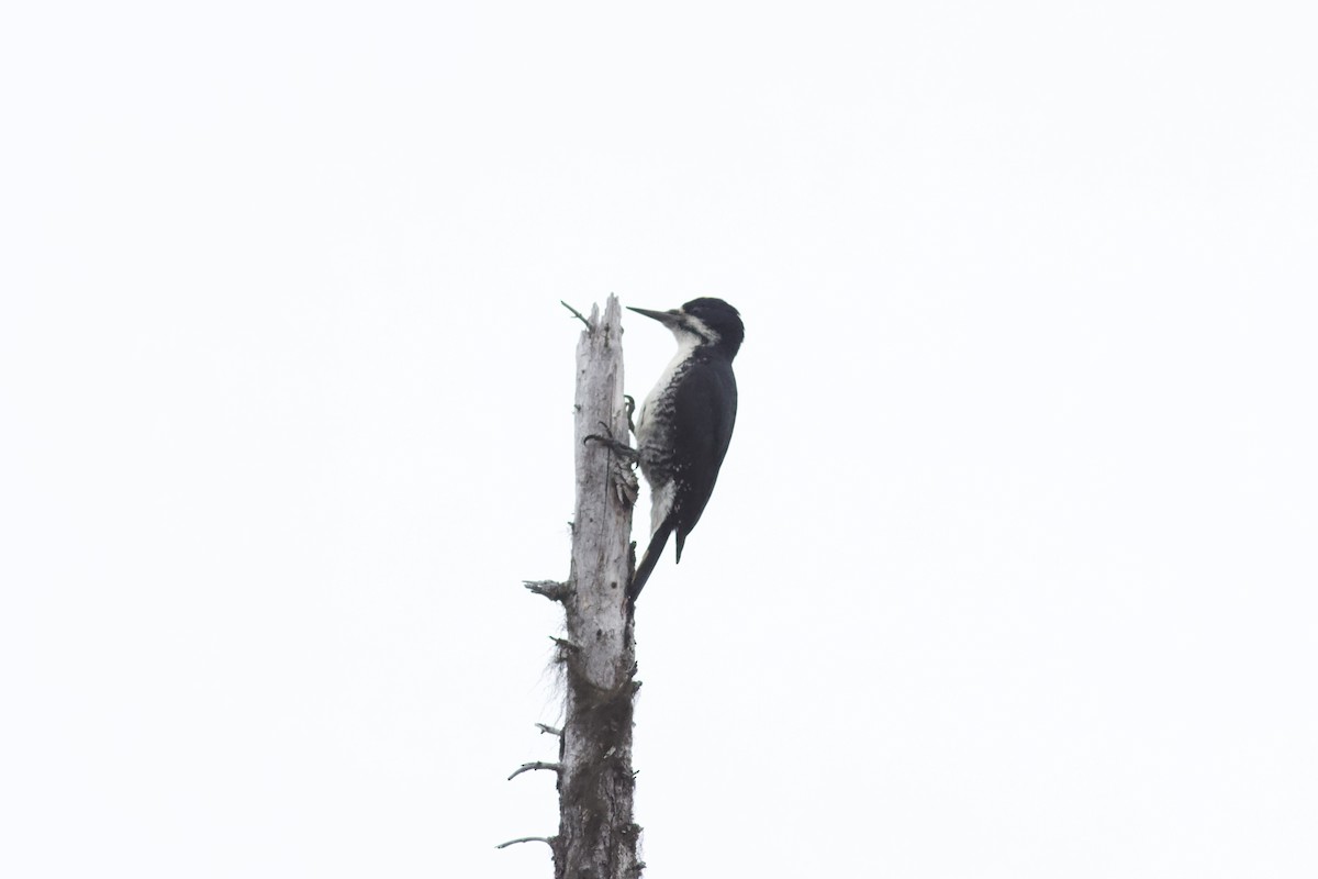 Black-backed Woodpecker - François-Xavier Grandmont