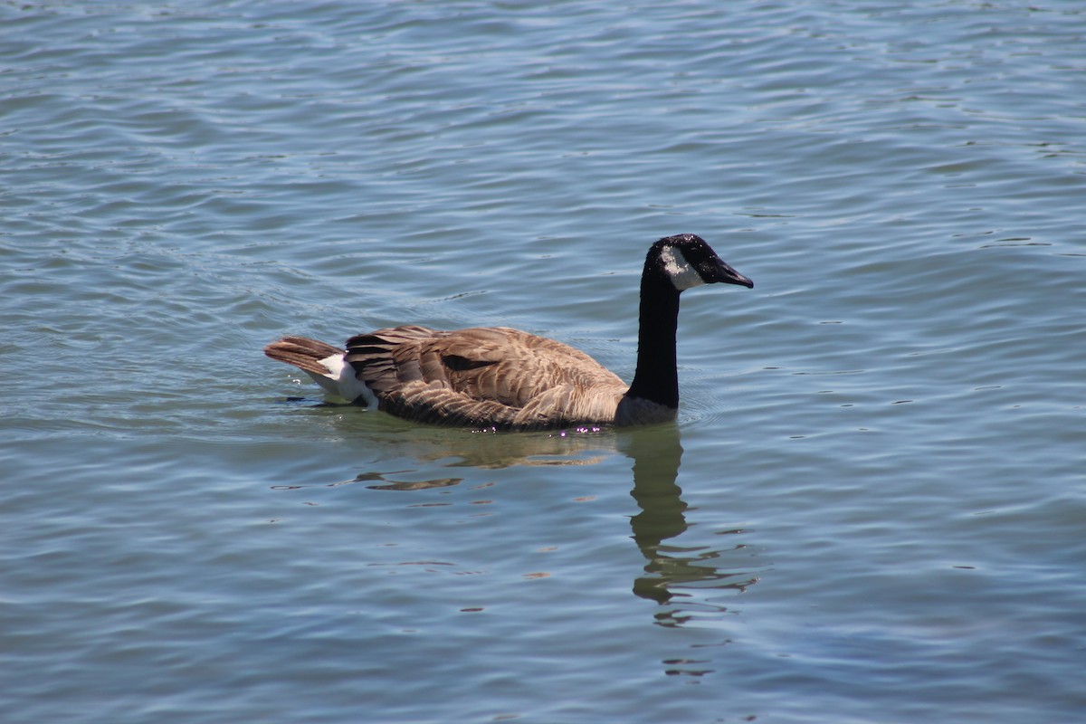 Canada Goose - ML620763269