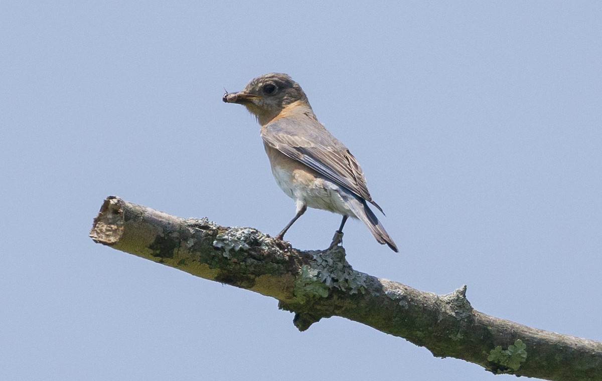 Eastern Bluebird - ML620763270