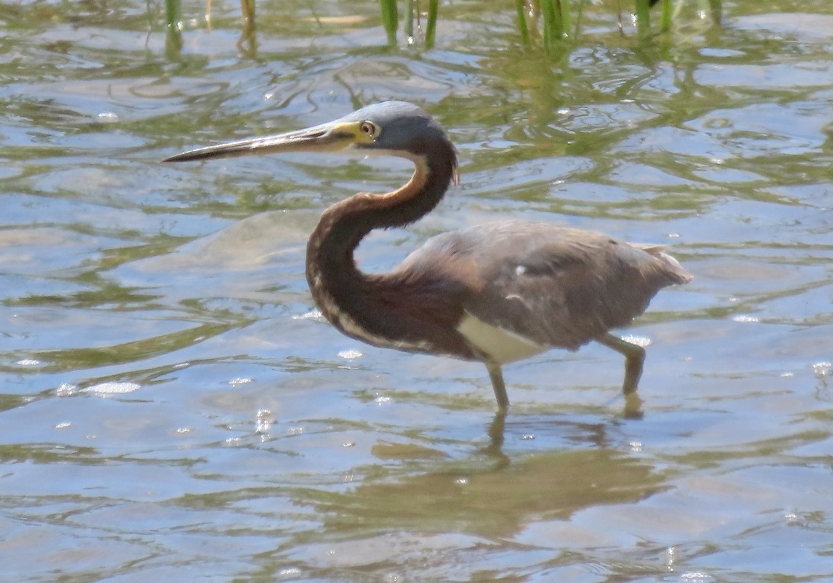 Tricolored Heron - ML620763275